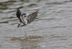 Oiseaux