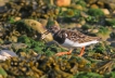 Oiseaux