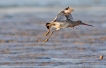 Oiseaux