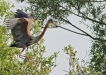 Oiseaux
