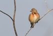 Oiseaux