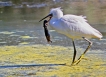 Oiseaux