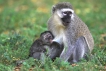 Mammifères
