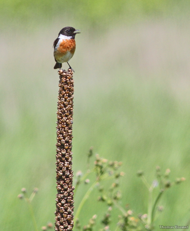 Photo Oiseaux