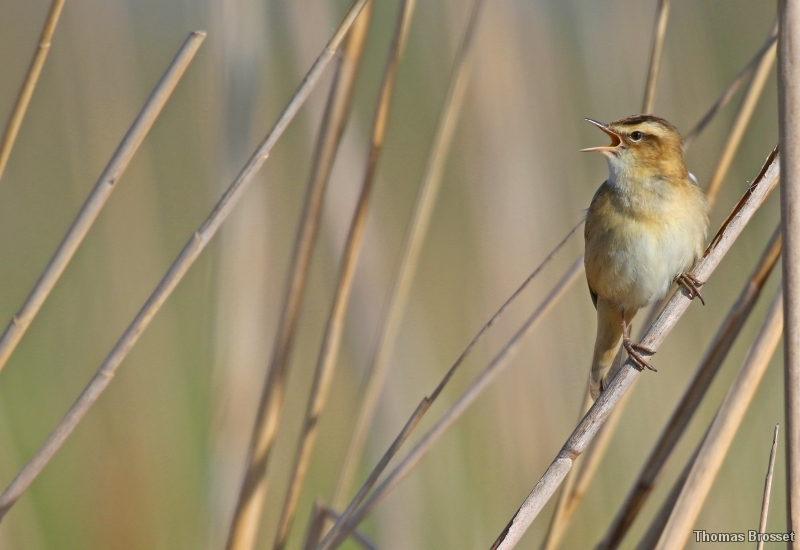 Photo Oiseaux
