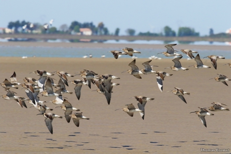 Photo Oiseaux