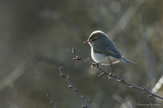Photo Oiseaux