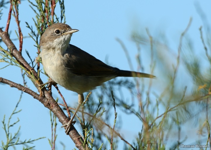 Photo Oiseaux