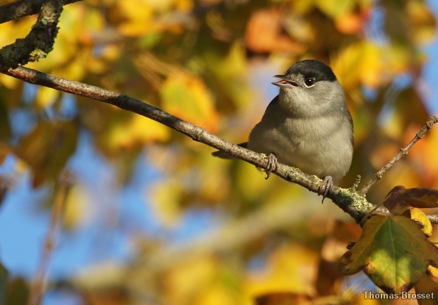 Photo Oiseaux