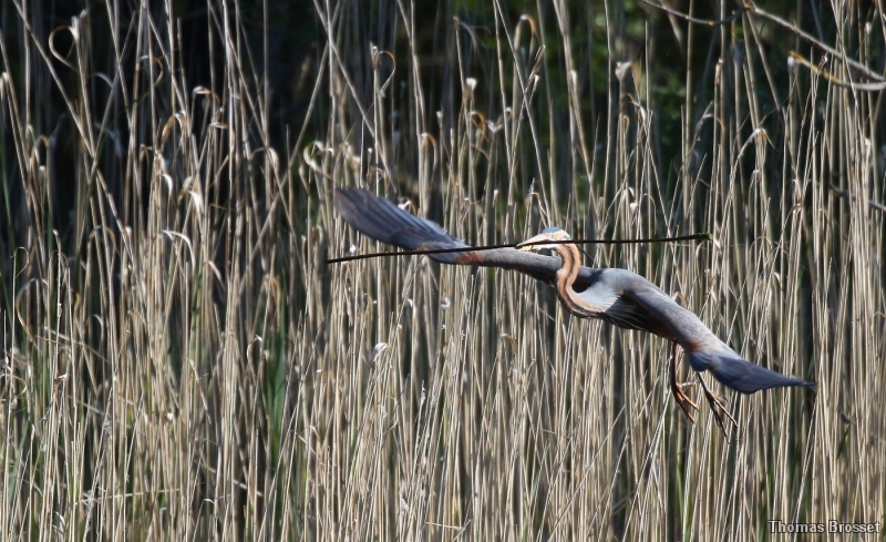 Photo Oiseaux
