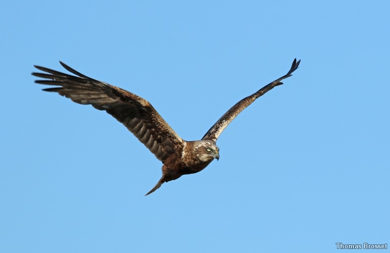 Photo Oiseaux