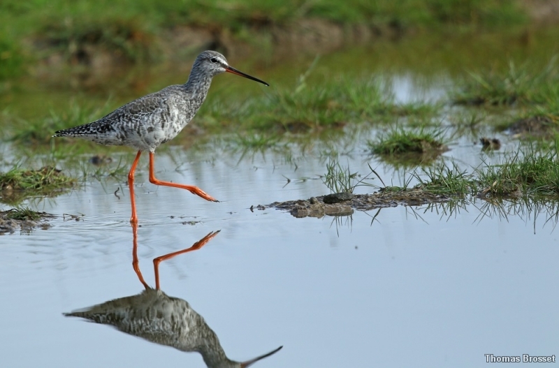 Photo Oiseaux
