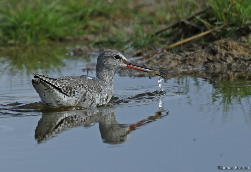 Photo Oiseaux