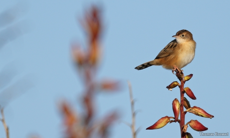 Photo Oiseaux