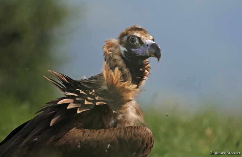 Photo Oiseaux