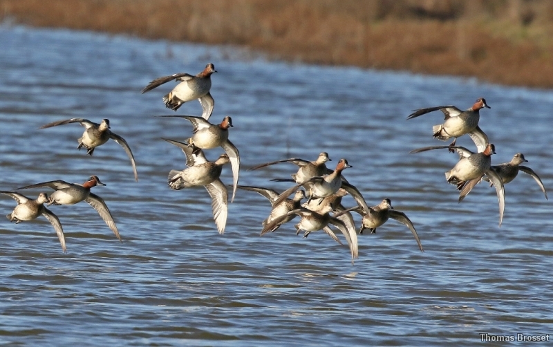 Photo Oiseaux