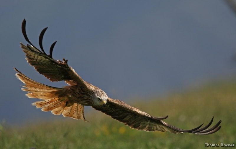 Photo Oiseaux