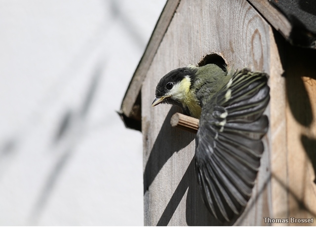 Photo Oiseaux