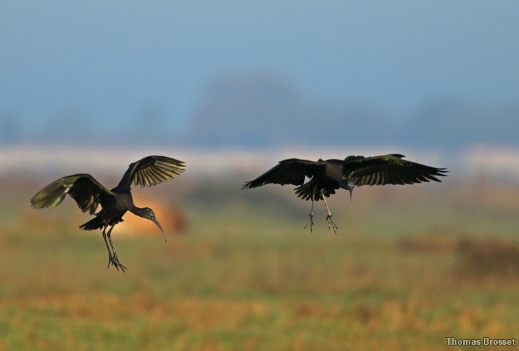 Photo Oiseaux