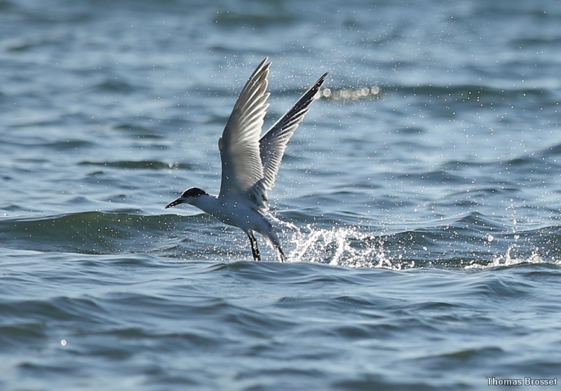 Photo Oiseaux