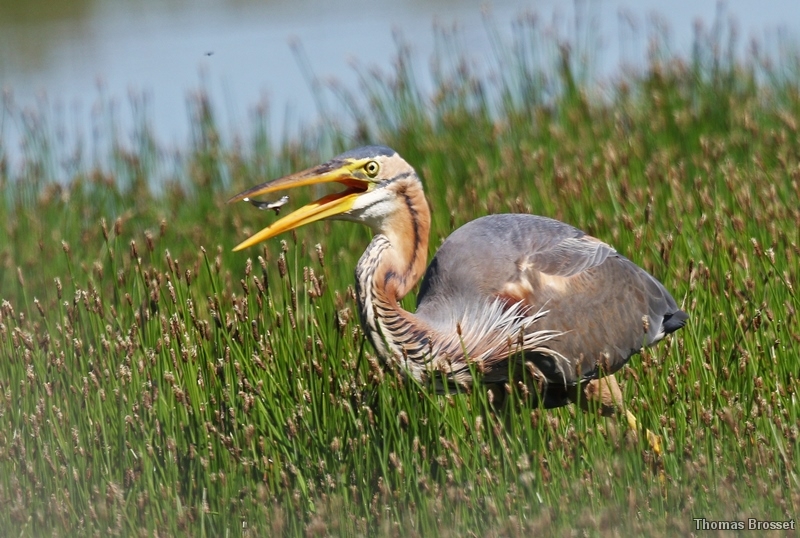Photo Oiseaux