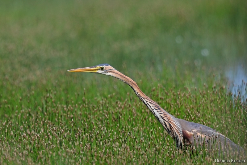 Photo Oiseaux