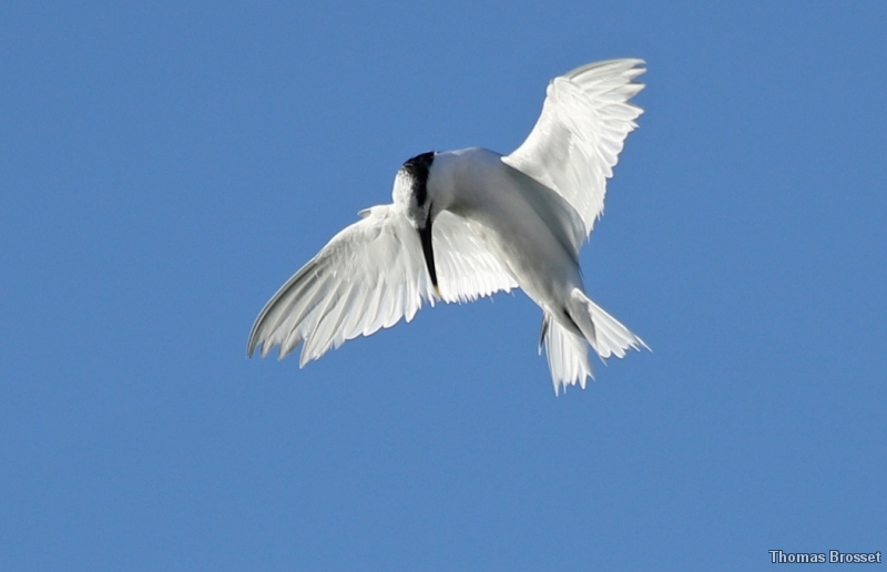 Photo Oiseaux