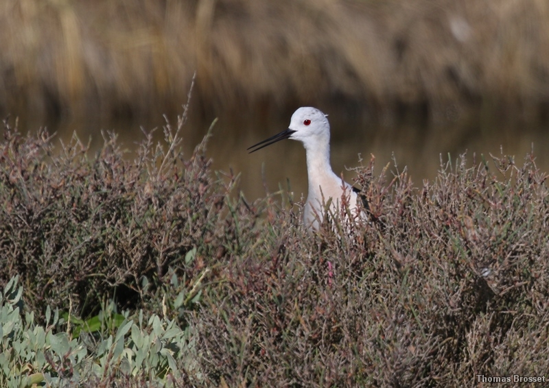 Photo Oiseaux