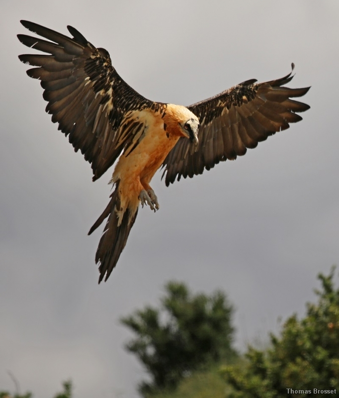 Photo Oiseaux