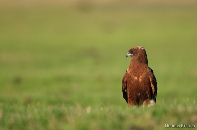 Photo Oiseaux