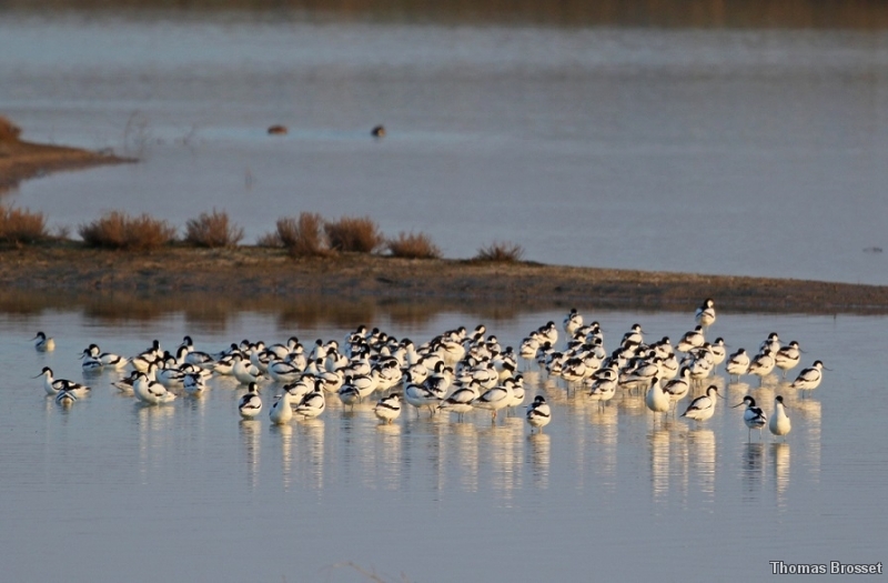 Photo Oiseaux