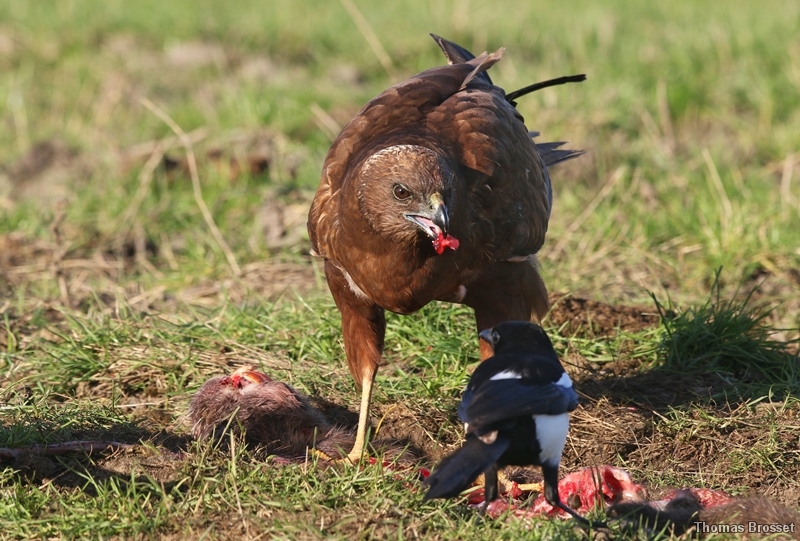 Photo Oiseaux