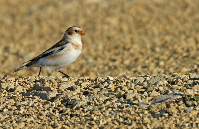 Photo Oiseaux