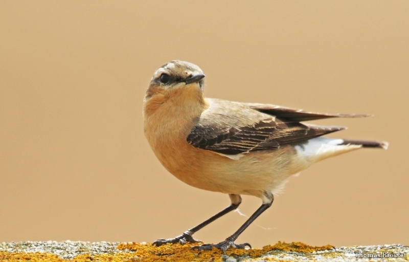 Photo Oiseaux