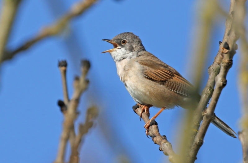 Photo Oiseaux