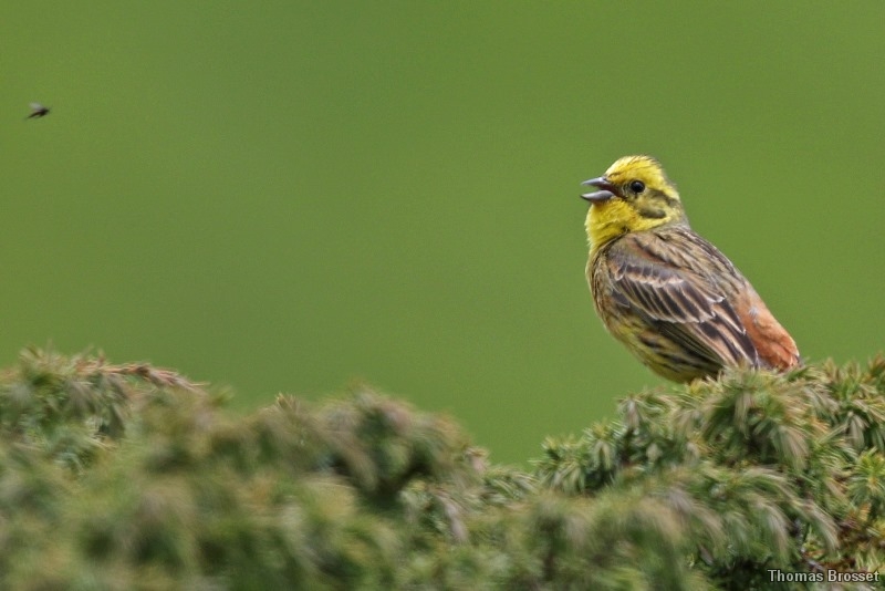 Photo Oiseaux