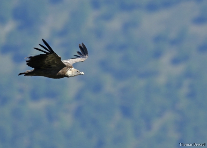 Photo Oiseaux