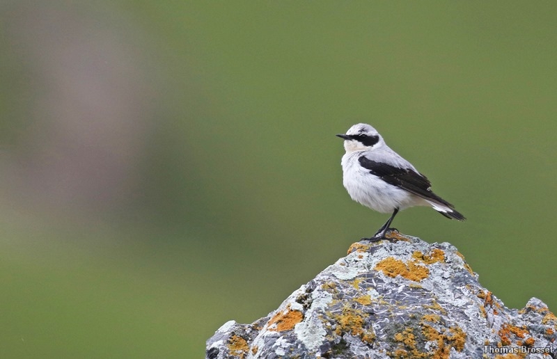 Photo Oiseaux