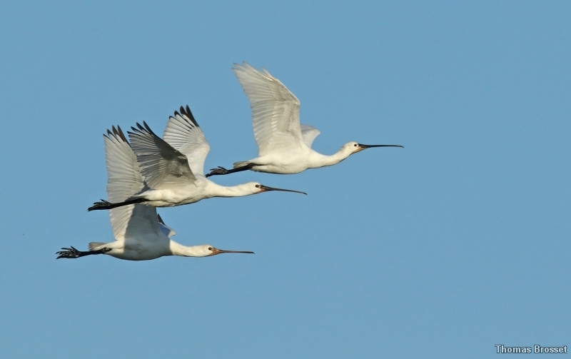 Photo Oiseaux