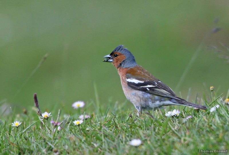 Photo Oiseaux
