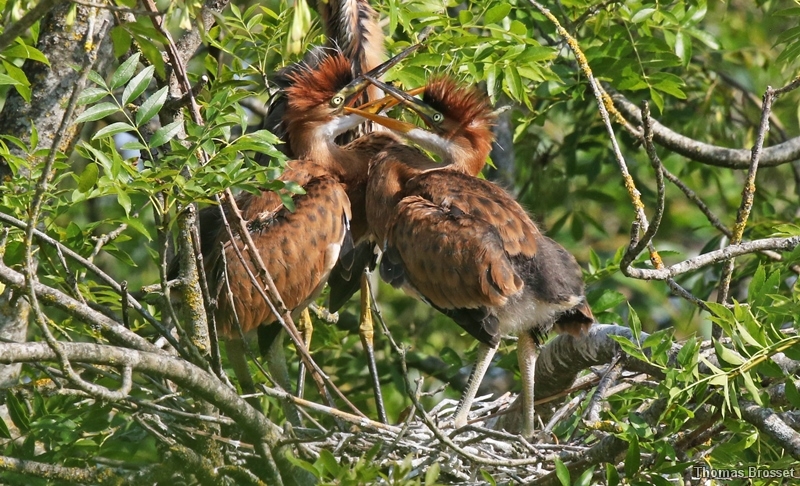 Photo Oiseaux