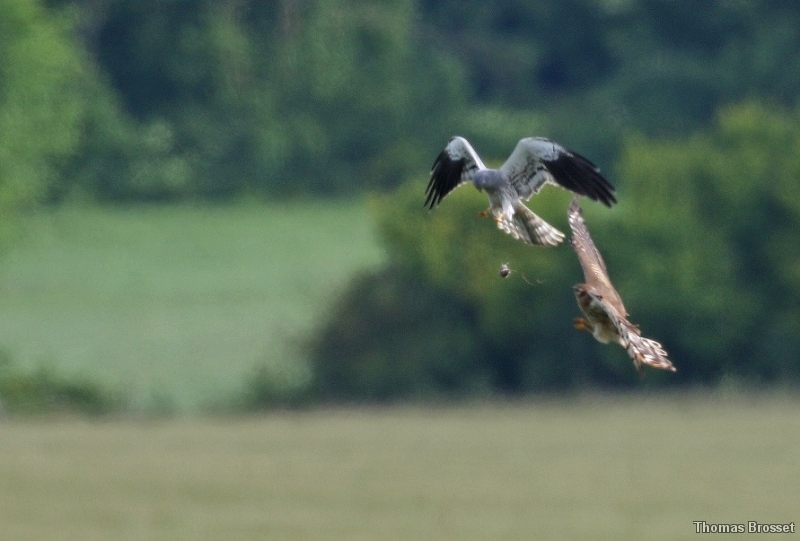 Photo Oiseaux