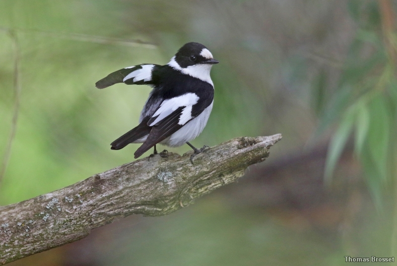 Photo Oiseaux