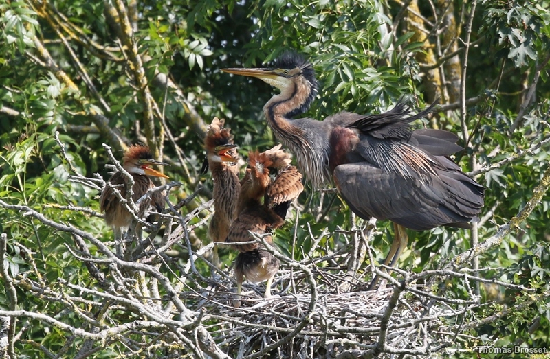 Photo Oiseaux