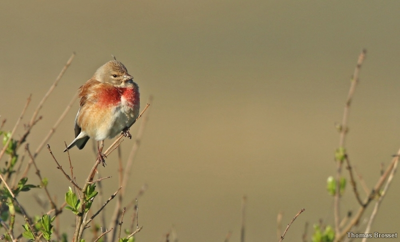 Photo Oiseaux