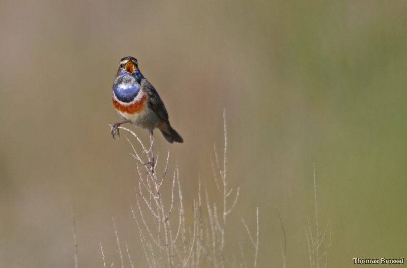 Photo Oiseaux
