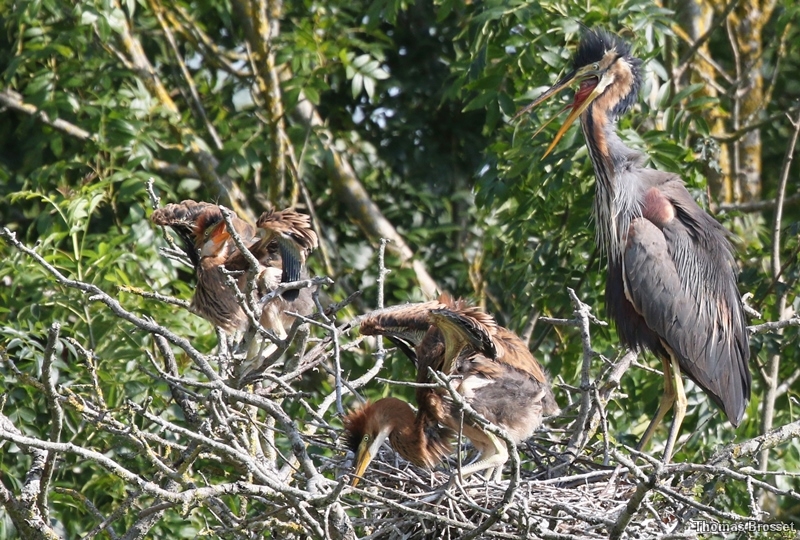 Photo Oiseaux