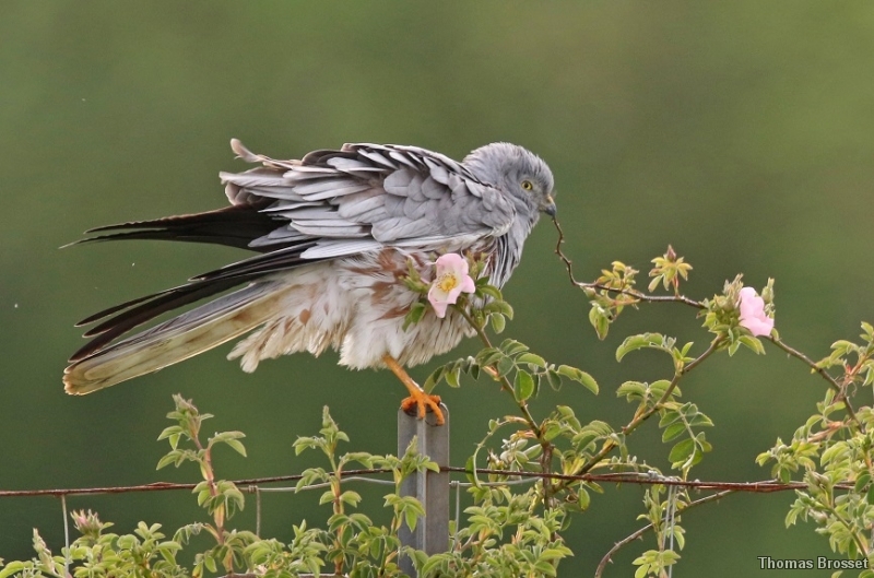 Photo Oiseaux