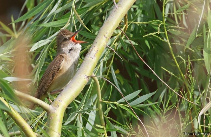 Photo Oiseaux