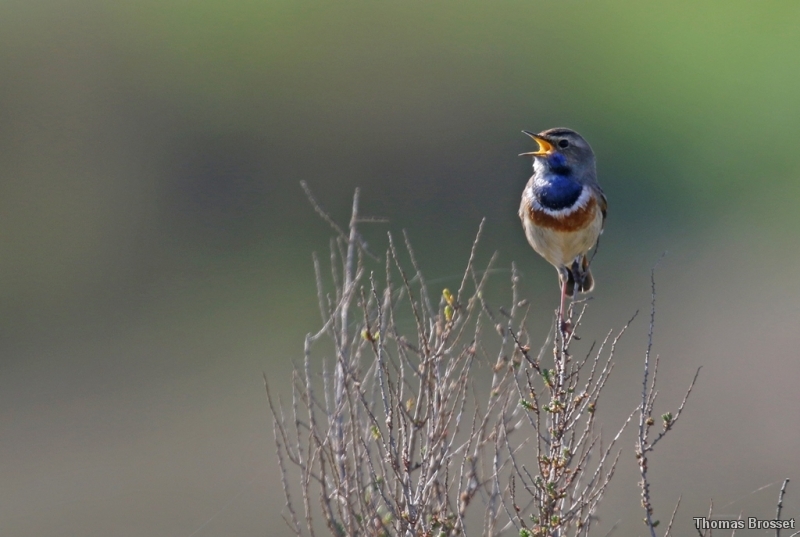 Photo Oiseaux